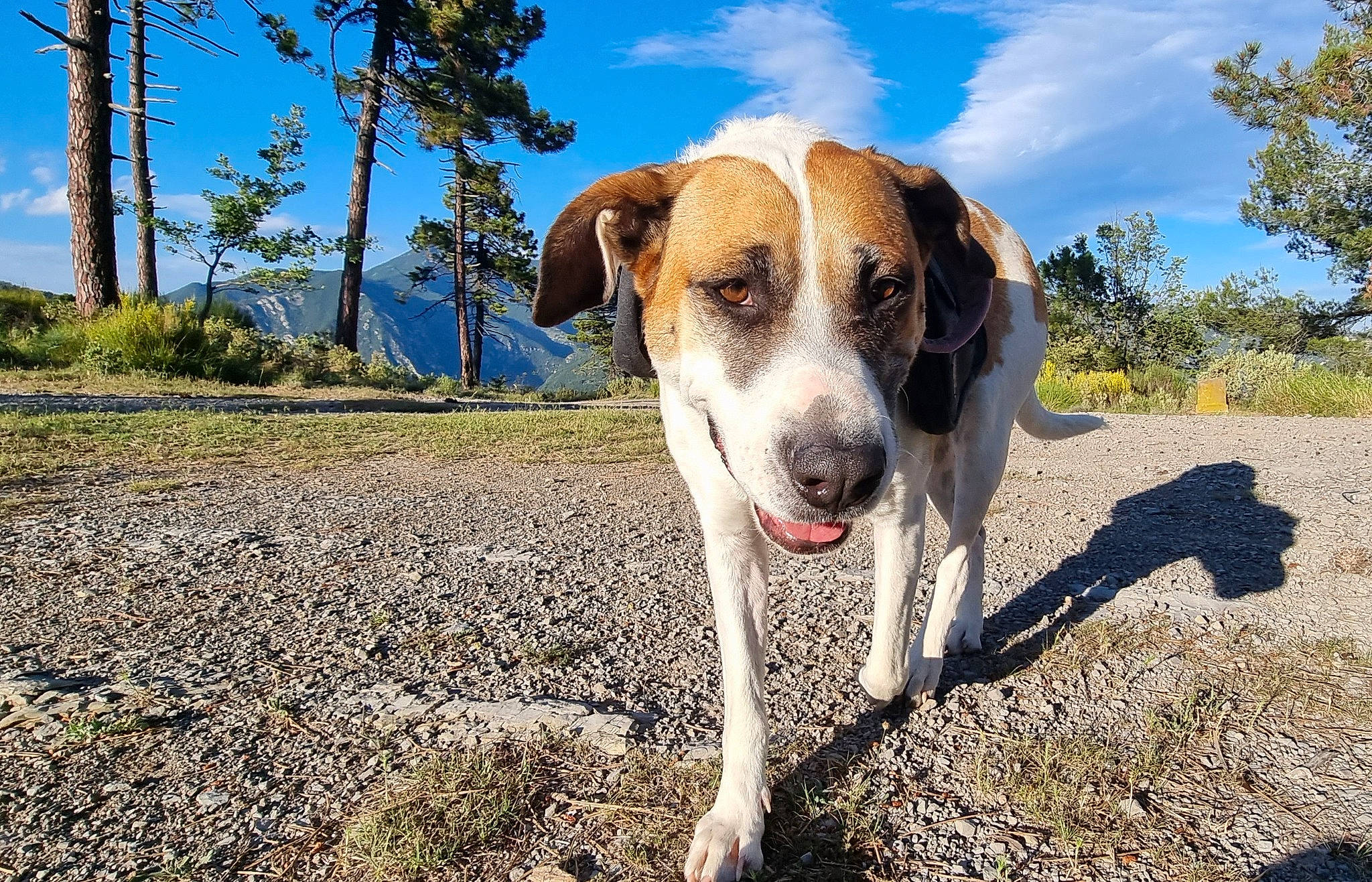 Nala a rejoint le concours — aidez-le/la à gagner de superbes lots ! canidae, carnivore, cloud, collar, companion_dog, dog, dog_breed, fawn, grass, hunting_dog, landscape, paw, plant, sky, soil, sporting_group, street_dog, tail, tree, working_dog