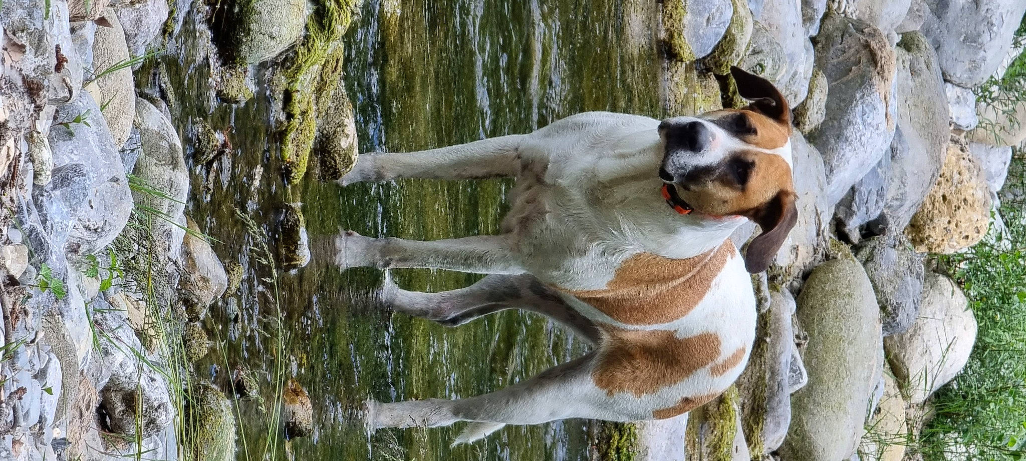 Nala participe au concours pour gagner de l'argent avec cette photo : canidae, carnivore, collar, companion_dog, dog, dog_breed, fawn, fur, grass, plant, snout, sporting_group, tail, terrestrial_animal, tree, trunk, water, whiskers, wood, working_animal