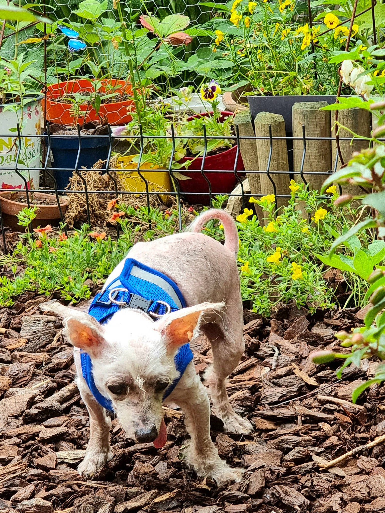 Zombie participe au concours pour gagner de l'argent avec cette photo : carnivore, companion_dog, dog, dog_breed, electric_blue, fawn, flower, flowerpot, grass, groundcover, houseplant, landscape, plant, shrub, snout, soil, tail, vegetation, working_animal, yellow