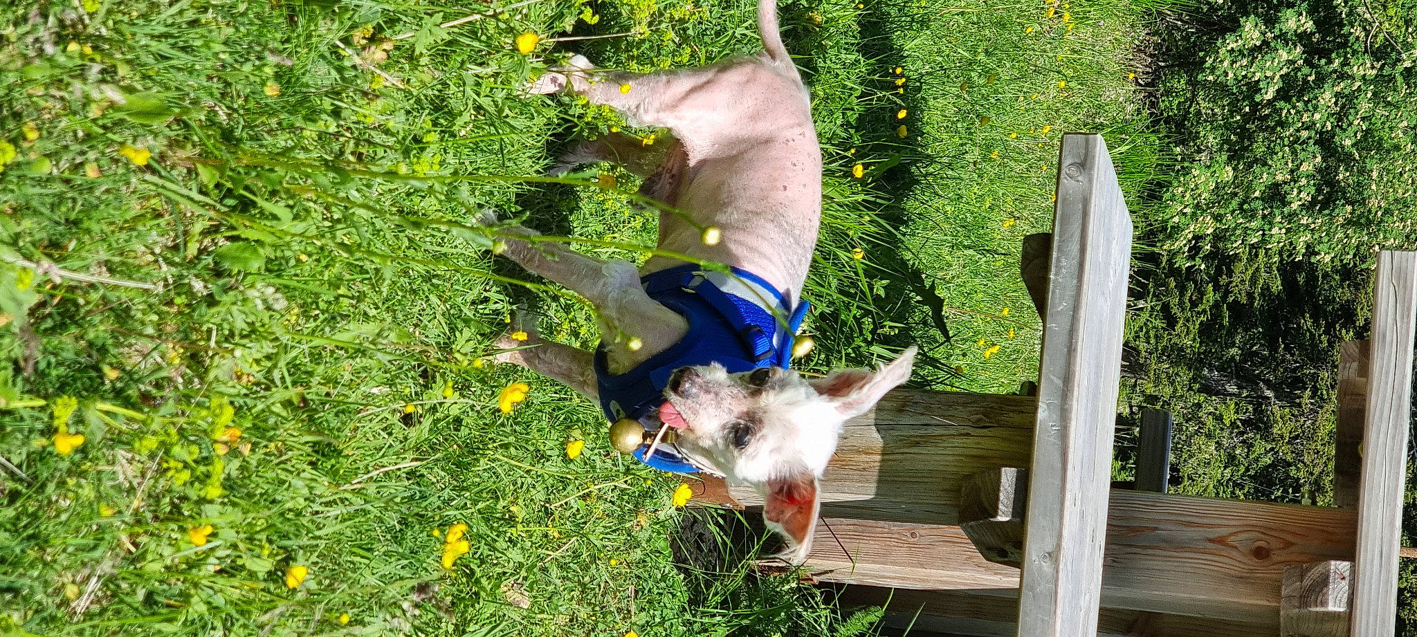 Zombie a rejoint le concours — aidez-le/la à gagner de superbes lots ! canidae, carnivore, companion_dog, dog, dog_breed, fawn, flower, grass, groundcover, herbaceous_plant, non_sporting_group, people_in_nature, plant, shrub, sporting_group, tail, working_animal