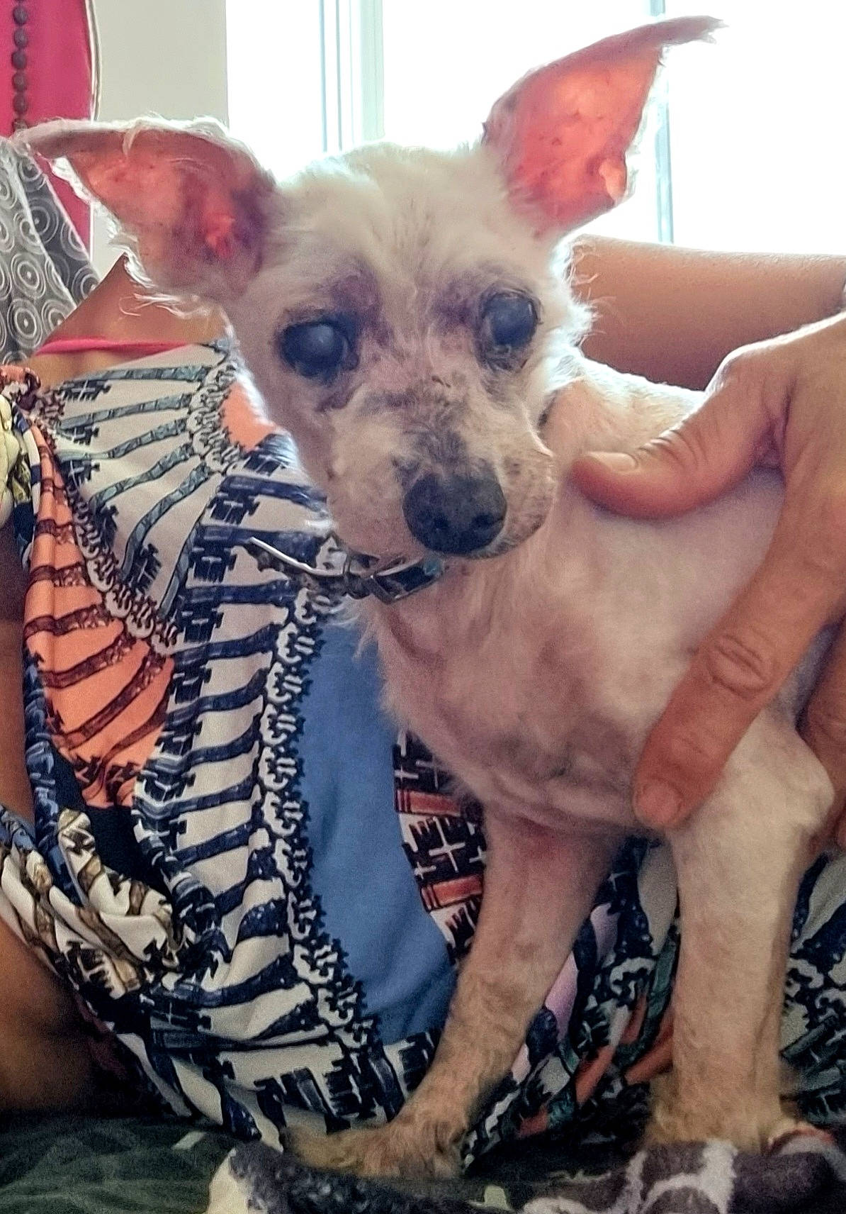 Zombie a rejoint le concours — aidez-le/la à gagner de superbes lots ! canidae, carnivore, collar, companion_dog, dog, dog_breed, dog_supply, ear, fawn, fur, mexican_hairless_dog, pattern, peruvian_hairless_dog, snout, sporting_group, terrestrial_animal, tie, toy_dog, whiskers, working_animal