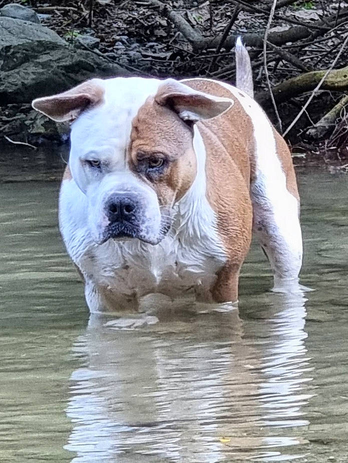 Ohana participe au concours pour gagner de l'argent avec cette photo : bulldog, canidae, carnivore, collar, companion_dog, dog, dog_breed, dog_collar, fawn, grass, lake, liver, snout, sporting_group, tail, terrestrial_animal, water, whiskers, wood, working_animal