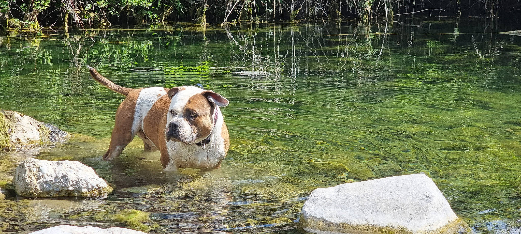 Ohana a rejoint le concours — aidez-le/la à gagner de superbes lots ! canidae, carnivore, companion_dog, dog, dog_breed, fawn, grass, gun_dog, lake, liver, plant, snout, sporting_group, tail, terrestrial_animal, tree, water, wildlife, working_animal, working_dog