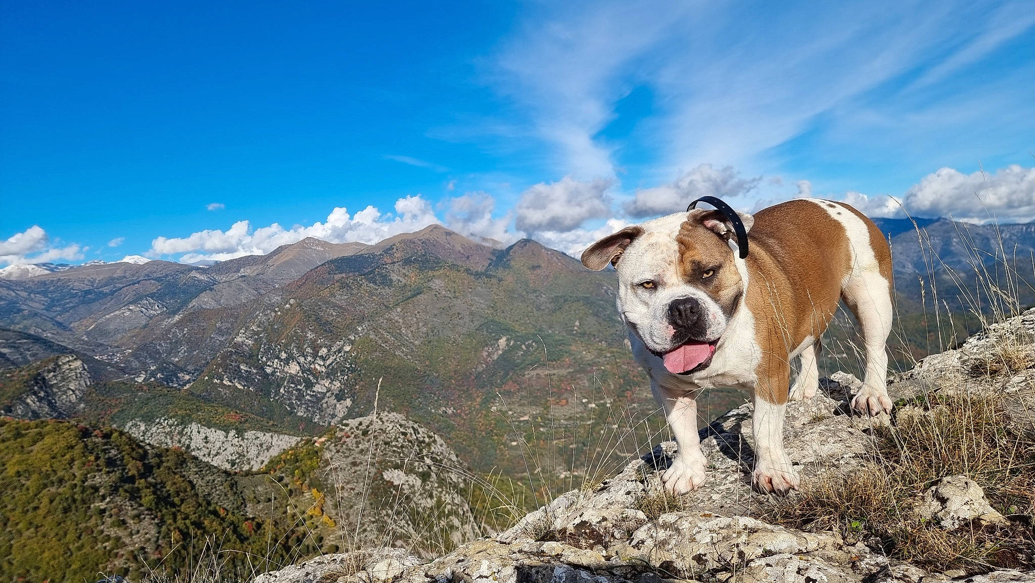 Ohana participe au concours pour gagner de l'argent avec cette photo : adventure, carnivore, cloud, collar, companion_dog, cumulus, dog, dog_breed, fawn, hill, landscape, massif, mountain, mountain_range, plant, rock, sky, sporting_group, walking, working_dog