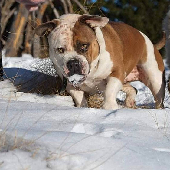 Ohana a rejoint le concours — aidez-le/la à gagner de superbes lots ! ancient_dog_breeds, bulldog, canidae, carnivore, collar, companion_dog, dog, dog_breed, dog_collar, dog_supply, fawn, fur, grass, non_sporting_group, snout, sporting_group, tree, working_animal, working_dog, wrinkle