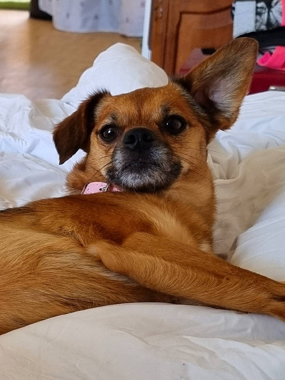 Curly a rejoint le concours — aidez-le/la à gagner de superbes lots ! canidae, carnivore, comfort, companion_dog, dog, dog_breed, ear, fawn, flooring, fur, hardwood, linens, paw, snout, sporting_group, terrestrial_animal, toy_dog, whiskers, wood, working_animal