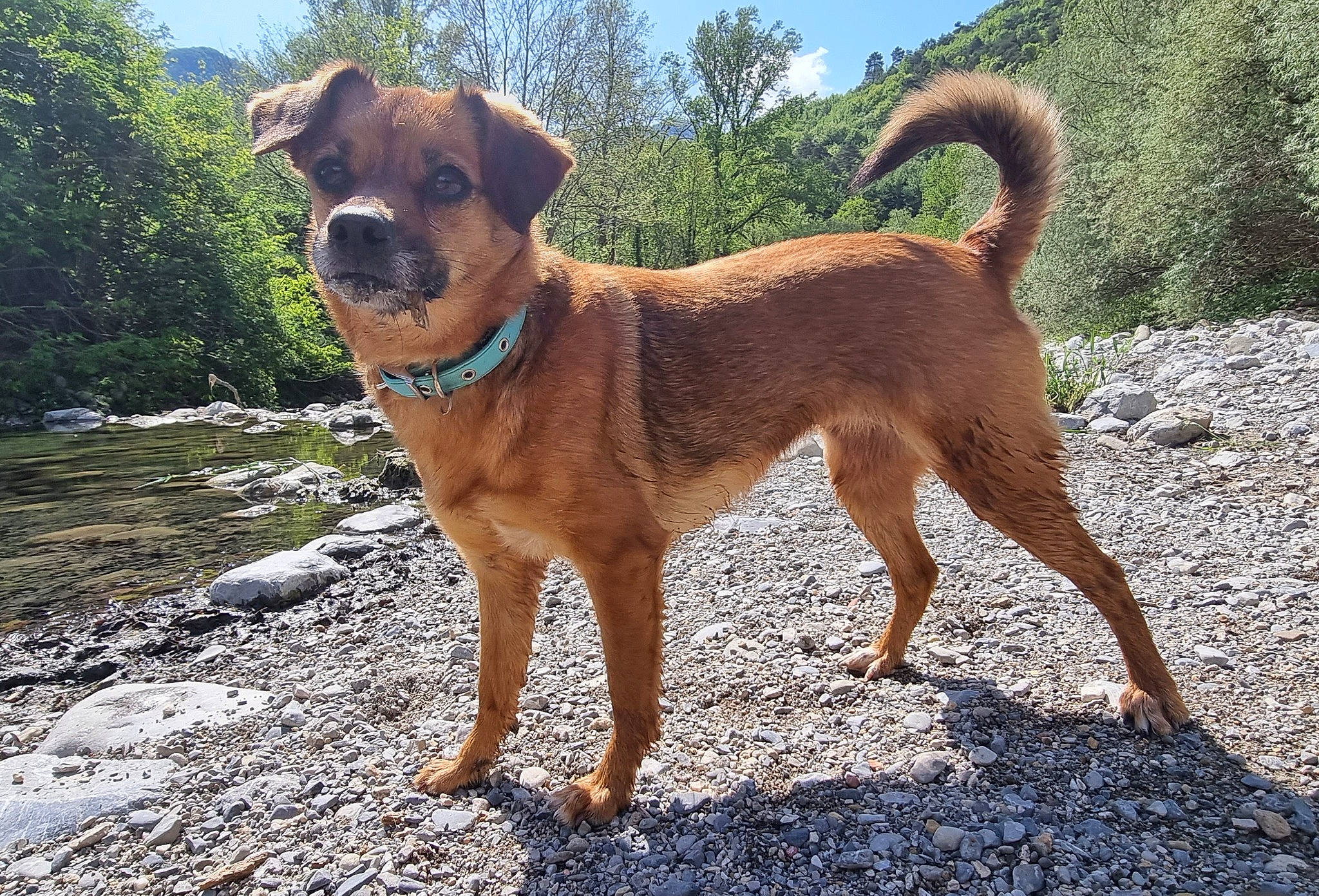 Curly participe au concours pour gagner de l'argent avec cette photo : canidae, carnivore, collar, companion_dog, dog, dog_breed, dog_collar, fawn, hunting_dog, landscape, liver, plant, sky, snout, sporting_group, tail, tree, water, working_animal, working_dog