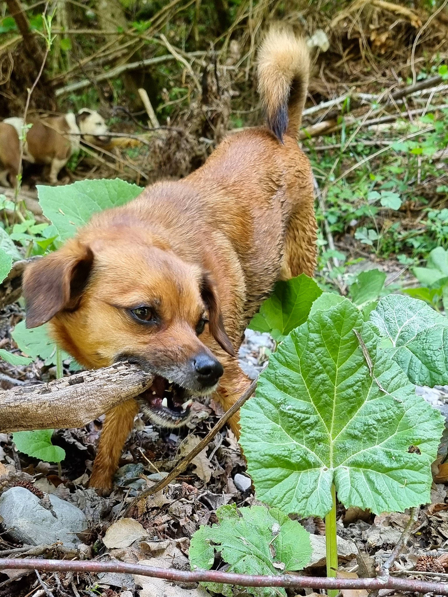 Curly participe au concours pour gagner de l'argent avec cette photo : annual_plant, canidae, carnivore, companion_dog, dog, dog_breed, fawn, flowering_plant, grass, groundcover, plant, plant_community, shrubland, snout, soil, sporting_group, terrestrial_animal, wildlife