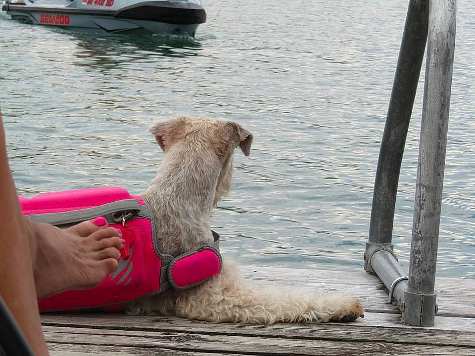 Lyla is registered to the contest to win money with this photo: boat, boats_and_boating_equipment_and_supplies, body_of_water, carnivore, companion_dog, dock, dog, dog_breed, fun, lake, leisure, naval_architecture, sporting_group, terrier, toy, vehicle, vertebrate, water, watercraft, wood