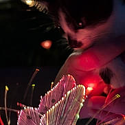 Tinkerbell joined the competition — help win amazing prizes! cat, animal, pet, close_up, dark, night, colorful_lights, glowing, butterfly, decoration, curious, whiskers, fur, hand, illumination, light_trails, indoor, soft_focus, mystical, cozy