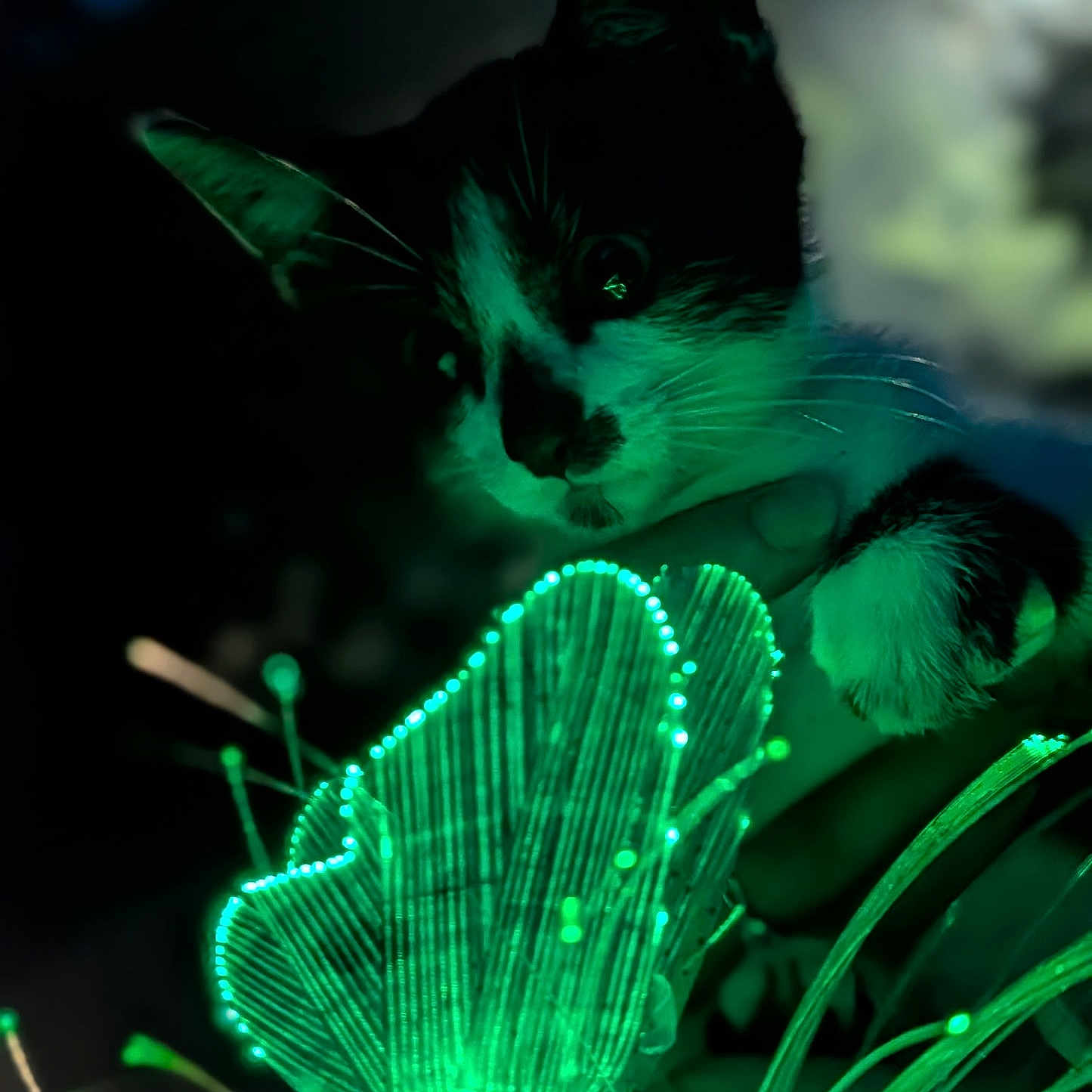 Tinkerbell