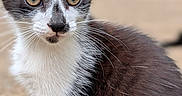 Tinkerbell is registered to the contest to win money with this photo: kitten, cat, animal, pet, close_up, fur, whiskers, eyes, outdoor, nature, young, cute, black_and_white, portrait, mammal, feline, small, curious, sitting, background_blur