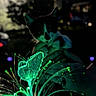 Tinkerbell joined the competition — help win amazing prizes! cat, kitten, hands, night, dark, glowing, fiber_optic, butterfly, light, green_light, animal, pet, outdoor, mystical, black_and_white, close_up, cute, small, illumination, nature