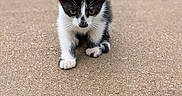 Tinkerbell is registered to the contest to win money with this photo: animal, background_blur, black_and_white, cat, concrete, curious, cute, exploring, feline, grass, kitten, leaf, nature, outdoor, paws, pet, small, walking, whiskers, young