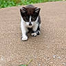 animal, background_blur, black_and_white, cat, concrete, curious, cute, exploring, feline, grass, kitten, leaf, nature, outdoor, paws, pet, small, walking, whiskers, young