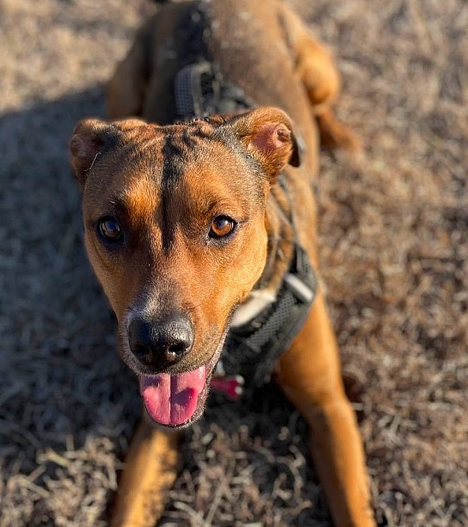 Nevi is registered to the contest to win money with this photo: canidae, carnivore, collar, companion_dog, dog, dog_breed, fawn, fur, grass, hunting_dog, plant, snout, soil, sporting_group, street_dog, terrestrial_animal, whiskers