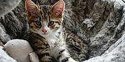Mia joined the competition — help win amazing prizes! kitten, cat, pet, animal, fluffy, bed, plush_toy, cute, cozy, fur, whiskers, ears, tabby, resting, indoor, small, young, sleepy, comfort, closeup