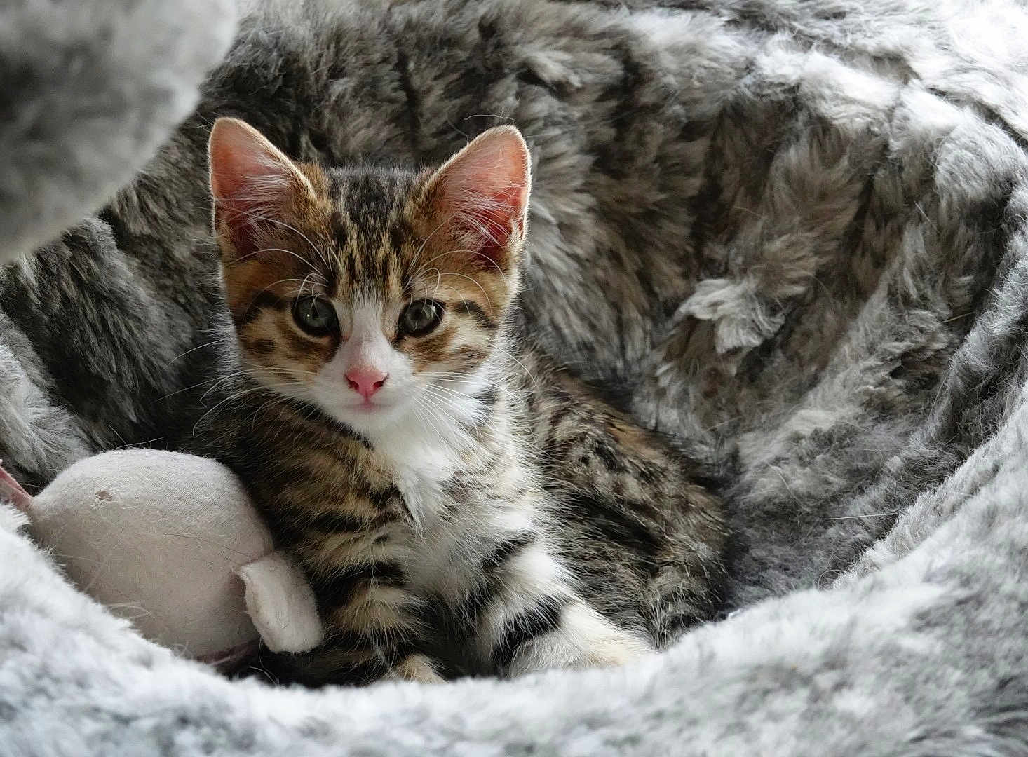 Mia