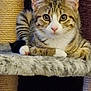 Mia joined the competition — help win amazing prizes! cat, tabby, pet, animal, feline, fur, ears, whiskers, nose, paws, cat_tree, indoor, resting, looking, curious, cute, domestic, mammal, striped, relaxed