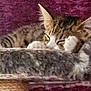 Mia is registered to the contest to win money with this photo: cat, tabby, sleeping, resting, fuzzy_surface, purple_background, ears, whiskers, pet, animal, indoor, closeup, blurred, grainy, feline, cute, cozy, paw, relaxed, domestic_cat