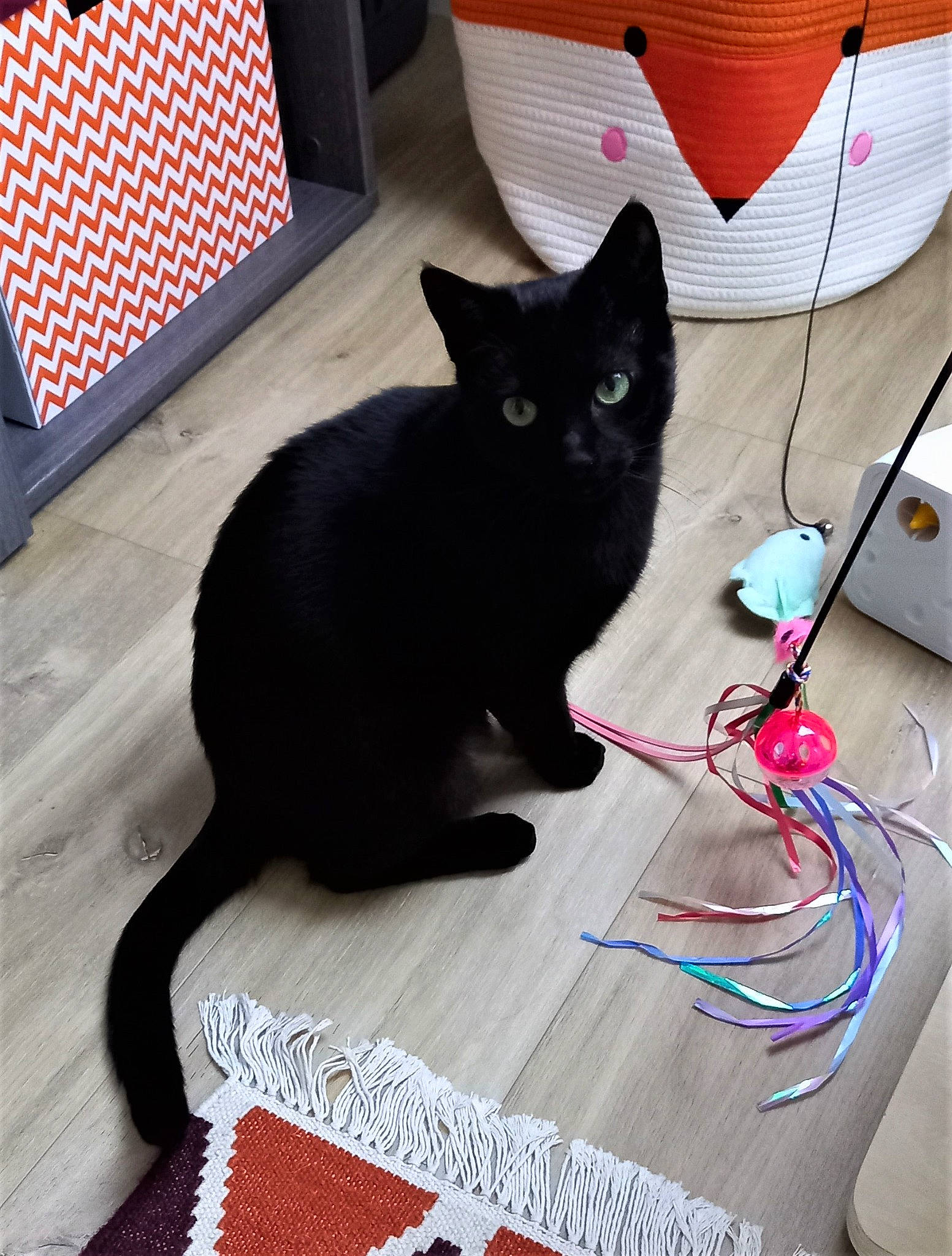 Alex participe au concours pour gagner de l'argent avec cette photo : black, black_cat, bombay, carnivore, cat, comfort, domestic_short_haired_cat, felidae, floor, flooring, fur, hardwood, pet_supply, rectangle, room, small_to_medium_sized_cats, tail, whiskers, window, wood