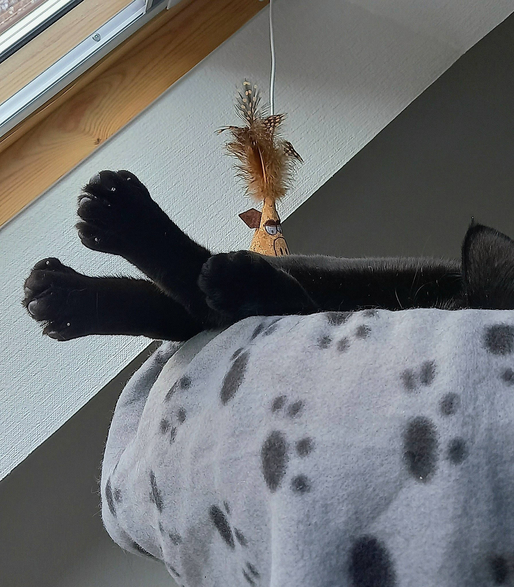 Alex participe au concours pour gagner de l'argent avec cette photo : art, bedding, ceiling, comfort, dog, fawn, finger, flooring, gesture, human_leg, insect, linens, pattern, room, shade, tail, tints_and_shades, twig, window, wood