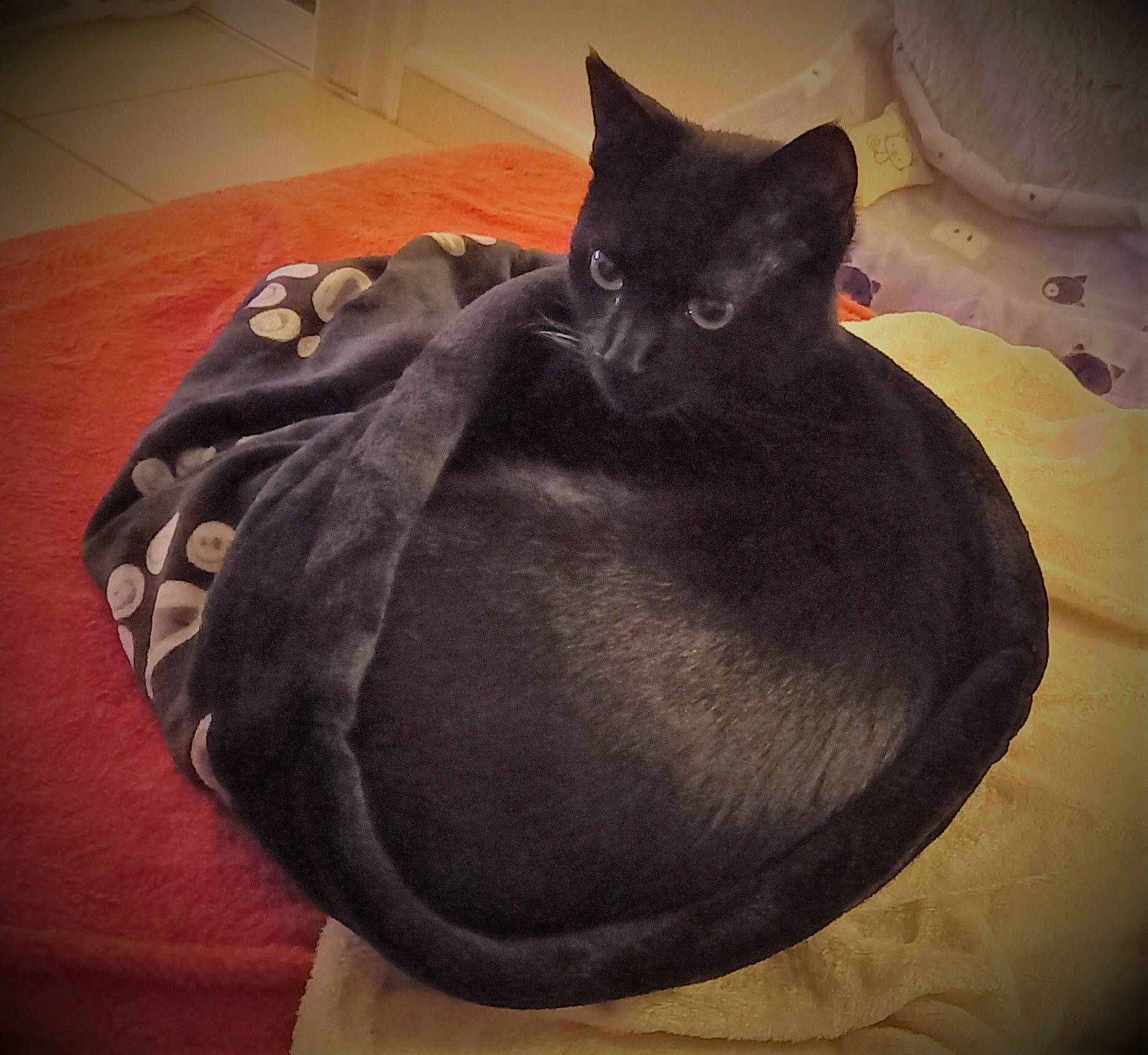 Alex participe au concours pour gagner de l'argent avec cette photo : bag, bed, black_cat, carnivore, cat, cat_bed, comfort, domestic_short_haired_cat, fashion_accessory, felidae, flooring, fur, grey, linens, luggage_and_bags, nap, small_to_medium_sized_cats, tail, tints_and_shades, whiskers