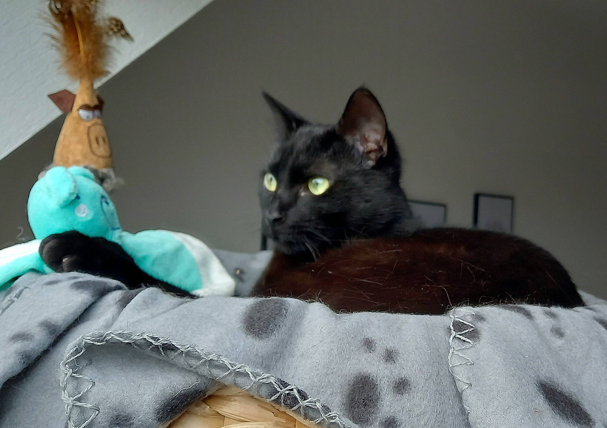 Alex a rejoint le concours — aidez-le/la à gagner de superbes lots ! bag, bed, bedding, black_cat, bombay, carnivore, cat, cat_supply, comfort, domestic_short_haired_cat, felidae, fur, grey, havana_brown, linens, room, small_to_medium_sized_cats, snout, tail, whiskers