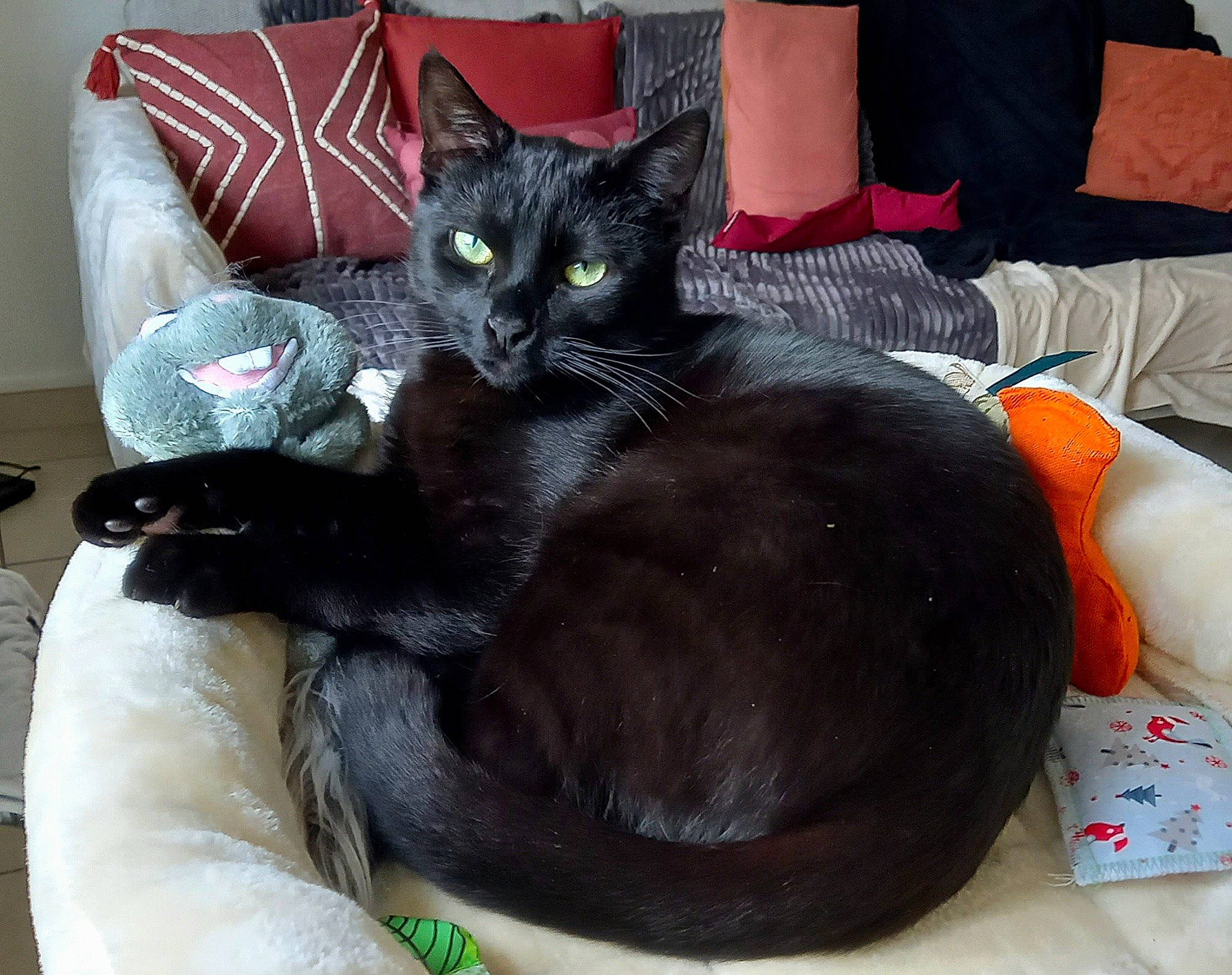 Alex a rejoint le concours — aidez-le/la à gagner de superbes lots ! bed, black_cat, bombay, carnivore, cat, cat_bed, cat_supply, comfort, couch, domestic_short_haired_cat, felidae, fur, grey, linens, nap, room, small_to_medium_sized_cats, tail, whiskers