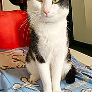 Felix participe au concours pour gagner de l'argent avec cette photo : cat, black_and_white, indoor, pet, feline, sitting, blanket, green_eyes, whiskers, fur, animal, closeup, portrait, home, cozy, resting, calm, cute, domestic, furniture