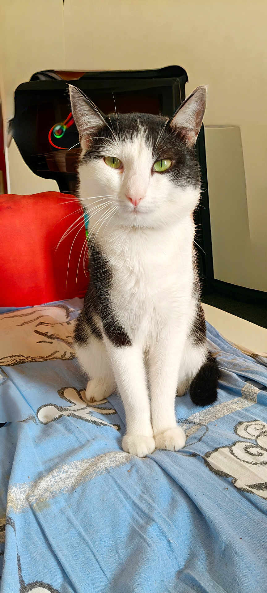 Felix participe au concours pour gagner de l'argent avec cette photo : cat, black_and_white, indoor, pet, feline, sitting, blanket, green_eyes, whiskers, fur, animal, closeup, portrait, home, cozy, resting, calm, cute, domestic, furniture