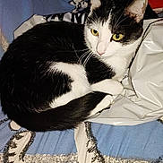 Felix participe au concours pour gagner de l'argent avec cette photo : animal, black_and_white, cat, close_up, curled_up, cute, domestic, ears, eyes, fabric, feline, fur, indoor, pattern, pet, plastic_bag, relaxed, resting, tail, whiskers