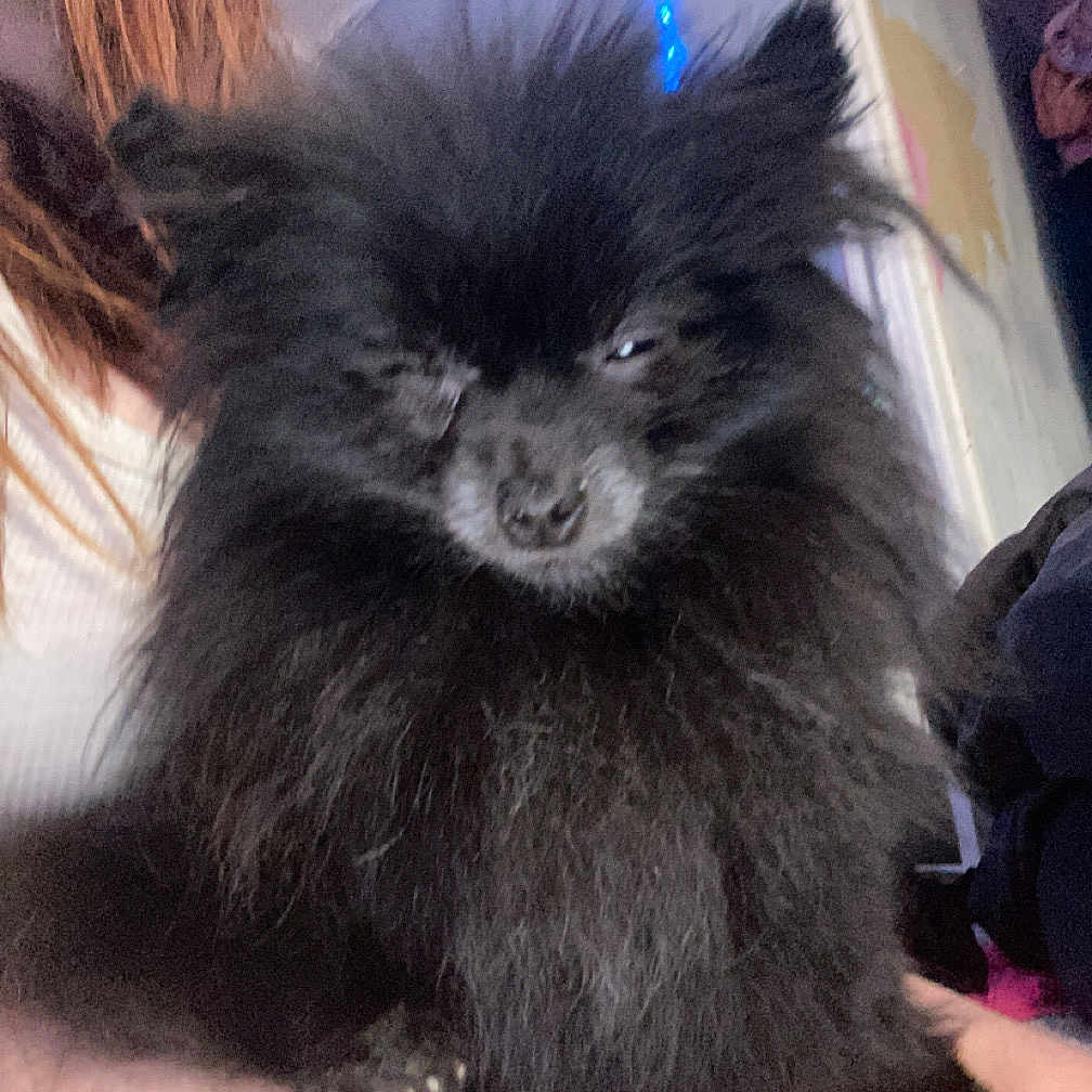 Wonda joined the competition — help win amazing prizes! animal, black_fur, companion, cozy, cute, dog, expression, face, fluffy, fur, home, human, indoor, light, person, pet, portrait, relaxed, sitting, small_dog