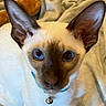 Koko De Moko joined the competition — help win amazing prizes! cat, siamese_cat, blue_eyes, pet, feline, close_up, portrait, collar, bell, cream_fur, dark_points, large_ears, whiskers, indoor, cozy, blanket, plush_toy, lying_down, cute, curious