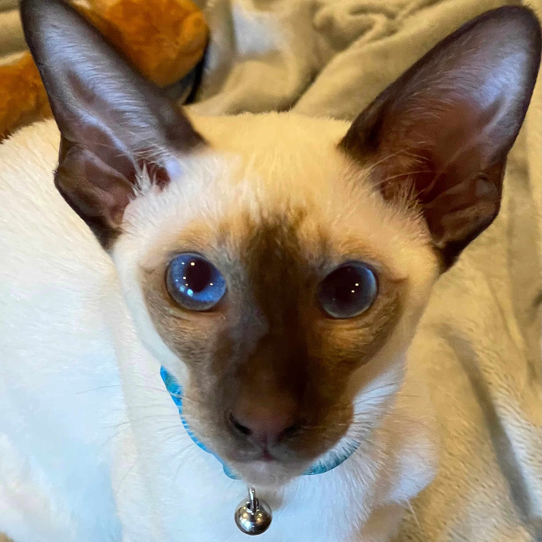 Koko De Moko joined the competition — help win amazing prizes! cat, siamese_cat, blue_eyes, pet, feline, close_up, portrait, collar, bell, cream_fur, dark_points, large_ears, whiskers, indoor, cozy, blanket, plush_toy, lying_down, cute, curious