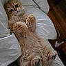 Axou a rejoint le concours — aidez-le/la à gagner de superbes lots ! adorable, animal, bed, bedding, cat, cozy, cute, feline, fluffy, fur, ginger, indoor, kitten, lying_down, paws, pet, resting, sleepy, small, white