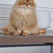 Axou participe au concours pour gagner de l'argent avec cette photo : cat, persian_cat, orange_cat, fluffy, pet, indoor, lamp, table, furniture, green_eyes, long_hair, cute, animal, domestic_cat, mammal, sitting, calm, portrait, house, relaxed