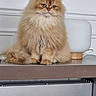 cat, persian_cat, orange_cat, fluffy, pet, indoor, lamp, table, furniture, green_eyes, long_hair, cute, animal, domestic_cat, mammal, sitting, calm, portrait, house, relaxed