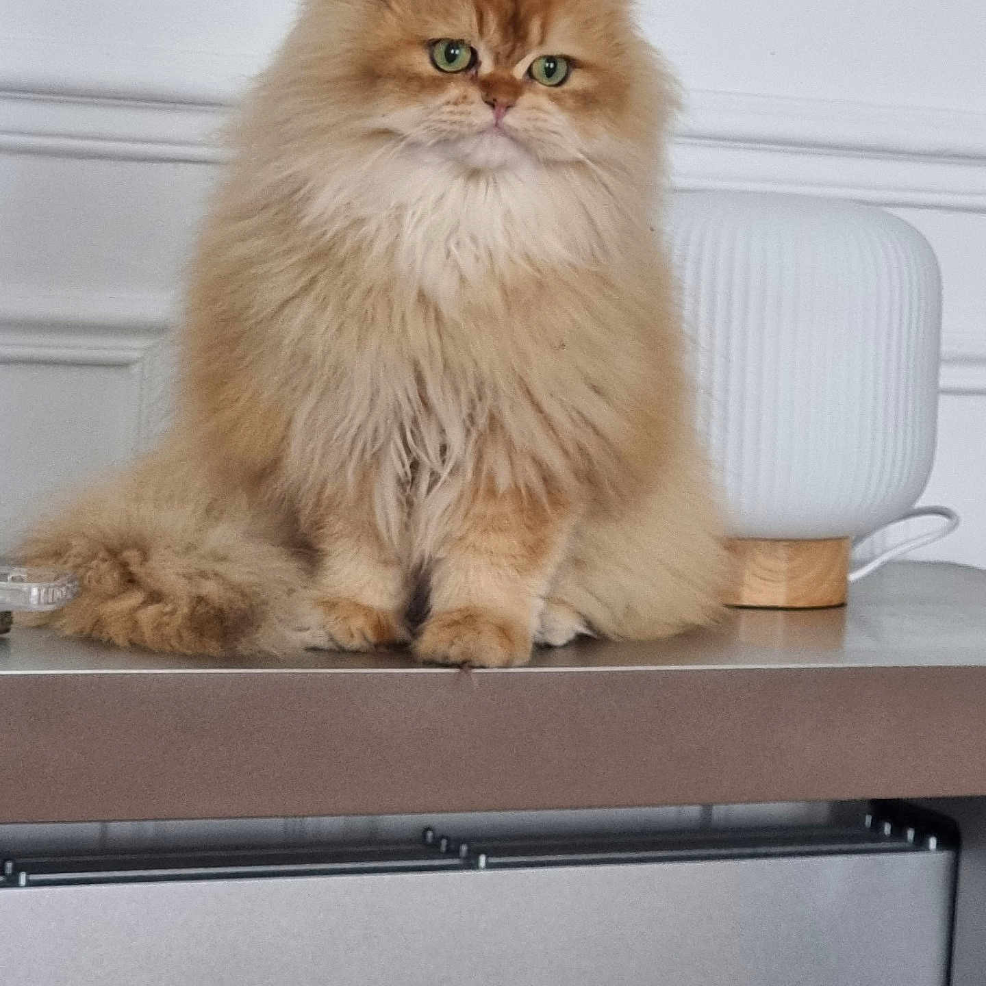 Axou participe au concours pour gagner de l'argent avec cette photo : cat, persian_cat, orange_cat, fluffy, pet, indoor, lamp, table, furniture, green_eyes, long_hair, cute, animal, domestic_cat, mammal, sitting, calm, portrait, house, relaxed