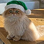cat, fluffy, green_santa_hat, holiday, festive, wooden_table, indoor, pet, cute, wide_eyes, fur, adorable, domestic_animal, holiday_hat, christmas, animal, sitting, curious, feline, soft_light