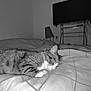 Minette a rejoint le concours — aidez-le/la à gagner de superbes lots ! bed, blanket, cat, comfort, cozy, domestic, feline, fur, home, indoor, lamp, monochrome, pet, quiet, relaxation, resting, sleepy, striped, tabby, television