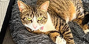 Minette a rejoint le concours — aidez-le/la à gagner de superbes lots ! animal, cat, closeup, collar, cute, domestic_cat, fluffy_bed, furniture, furry, gray_bed, indoor, pet, pink_nose, relaxed, resting, striped_fur, tabby_cat, white_paws, wood_floor, yellow_eyes