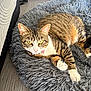 animal, cat, closeup, collar, cute, domestic_cat, fluffy_bed, furniture, furry, gray_bed, indoor, pet, pink_nose, relaxed, resting, striped_fur, tabby_cat, white_paws, wood_floor, yellow_eyes