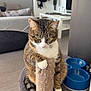Minette participe au concours pour gagner de l'argent avec cette photo : animal, cat, cat_tree, couch, cute, domestic_animal, feline, floor, fur, furniture, home, indoor, living_room, paw, pet, pet_accessory, resting, scratching_post, tabby_cat, water_bowl