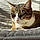 Minette