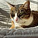 Minette