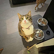 Minette participe au concours pour gagner de l'argent avec cette photo : brown_dog, cat, collar, curious, dog, domestic_animal, floor, food_bowl, furniture, indoor, kibble, living_room, mat, pet, playful, sofa, tabby_cat, table, whiskers, white_paws