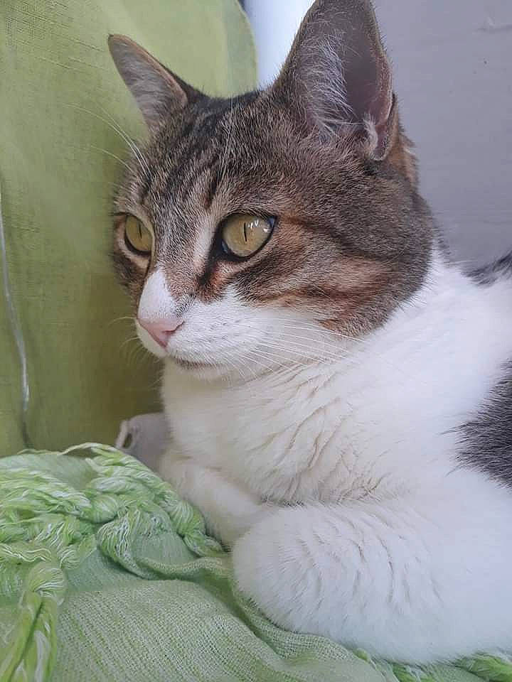 Spirou participe au concours pour gagner de l'argent avec cette photo : aegean_cat, american_wirehair, asian, australian_mist, british_semi_longhair, carnivore, cat, domestic_short_haired_cat, dragon_li, european_shorthair, felidae, german_rex, kitten, mammal, polydactyl_cat, singapura, small_to_medium_sized_cats, tabby_cat, vertebrate, whiskers