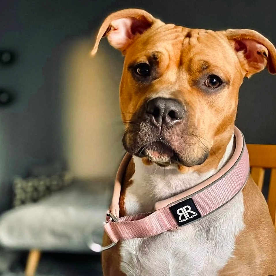 Tia participe au concours pour gagner de l'argent avec cette photo : animal, brown, brown_dog, canine, chair, closeup, collar, dog, domestic_animal, ears, fur, furniture, indoor, looking, pet, pink_collar, portrait, sitting, snout, white