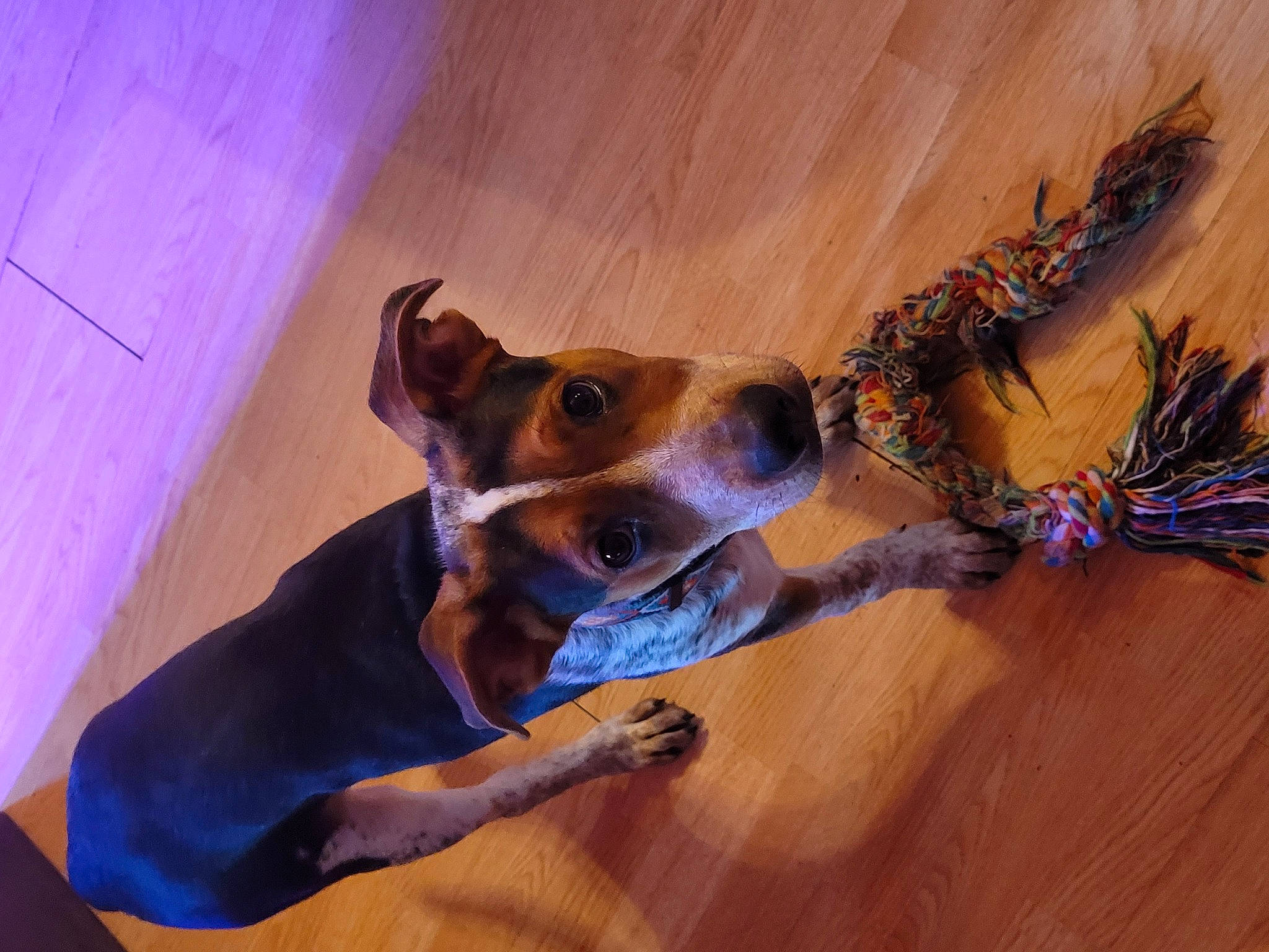 Dallas is registered to the contest to win money with this photo: canidae, carnivore, collar, companion_dog, dog, dog_breed, dog_collar, dog_supply, fawn, flooring, fur, guard_dog, hardwood, snout, sporting_group, tail, twig, whiskers, wood, working_animal